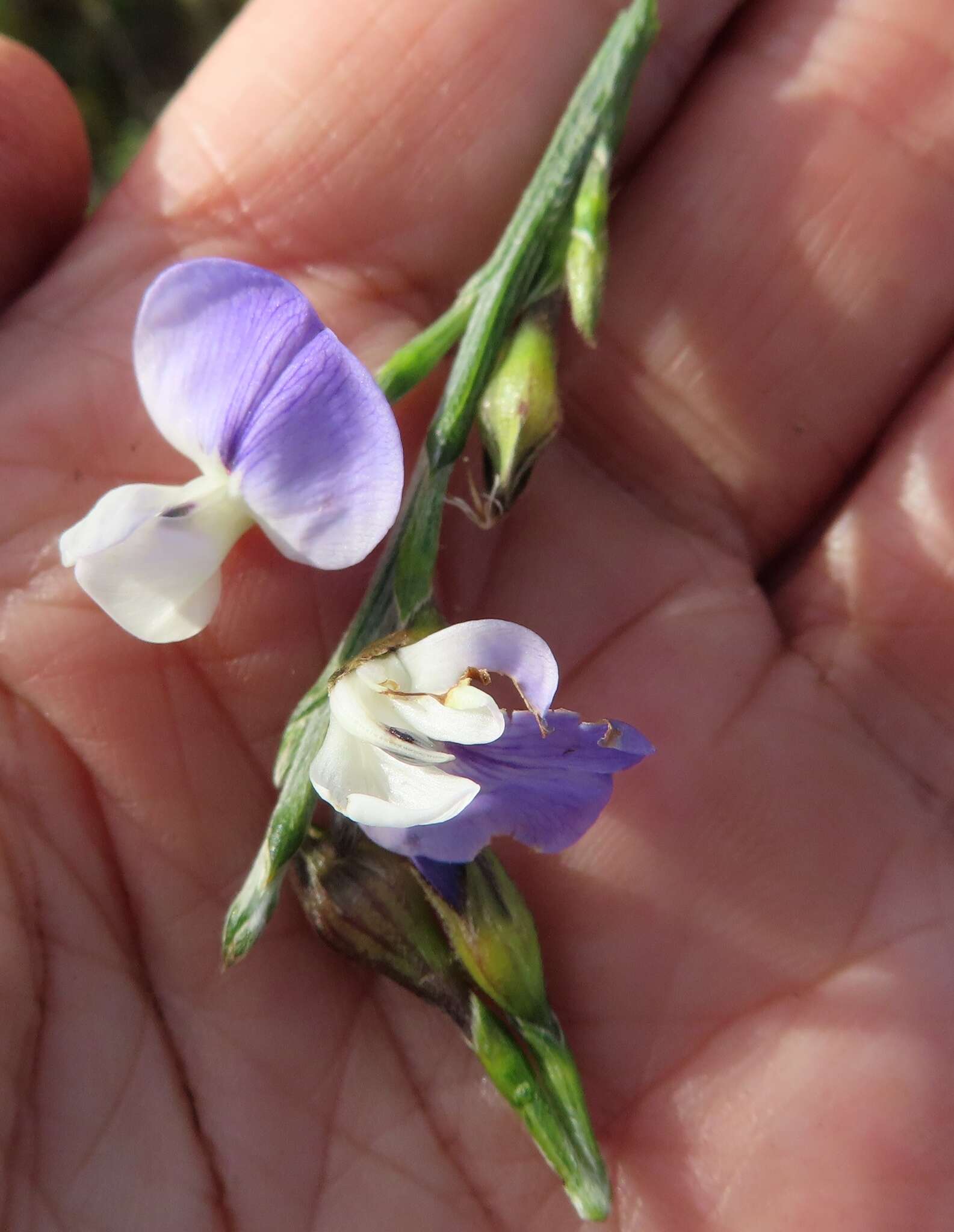 Imagem de Psoralea pullata