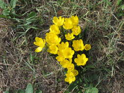 Image of winter daffodil