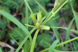 Imagem de Cyperus compressus L.