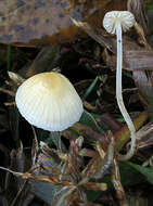 Image of Atheniella flavoalba (Fr.) Redhead, Moncalvo, Vilgalys, Desjardin & B. A. Perry 2012