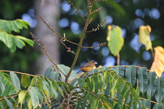 Image de Ramphocelus passerinii costaricensis Cherrie 1891