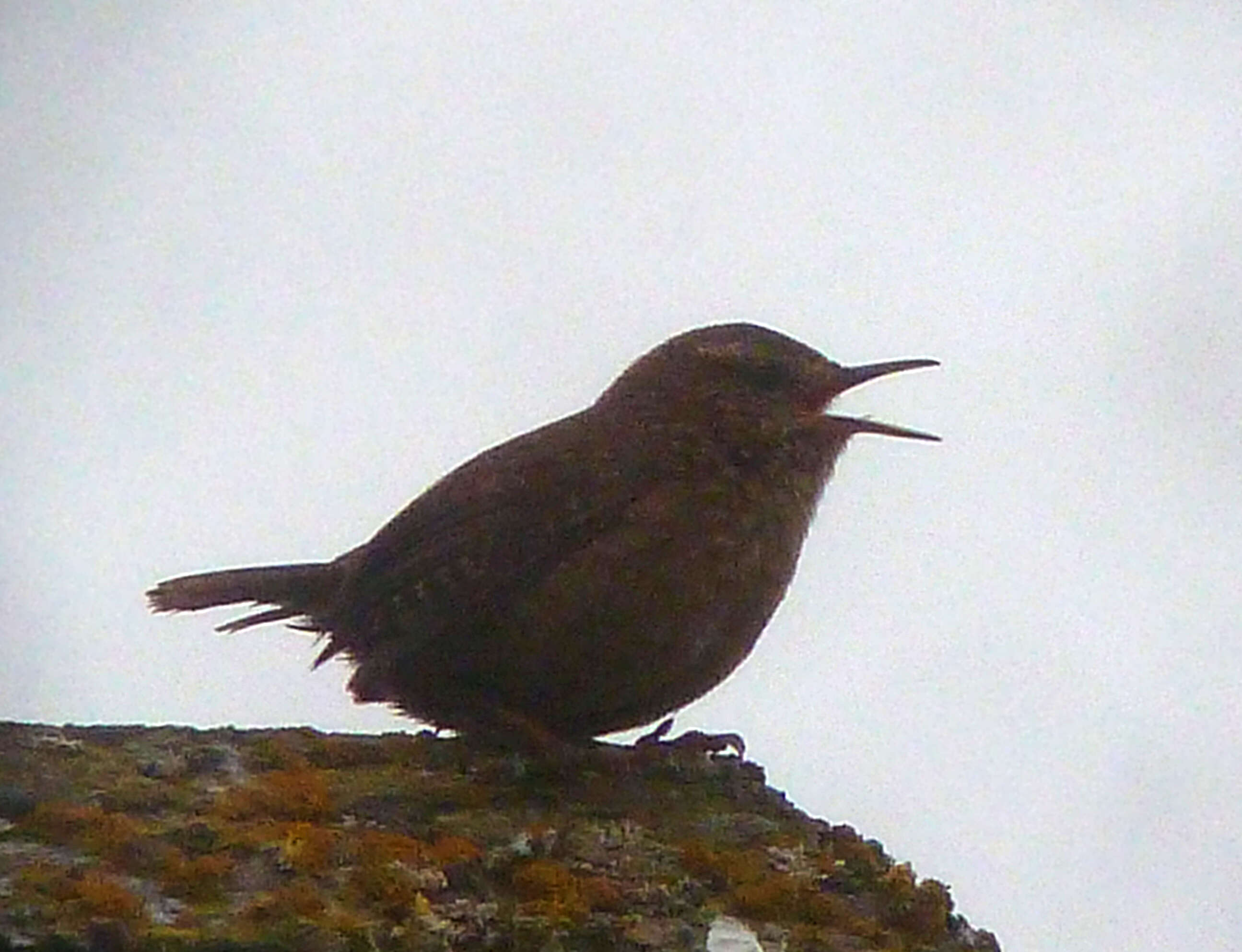 Image of Pacific Wren