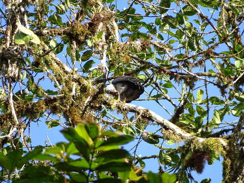 Cryptoleucopteryx Raposo do Amaral et al. 2009 resmi