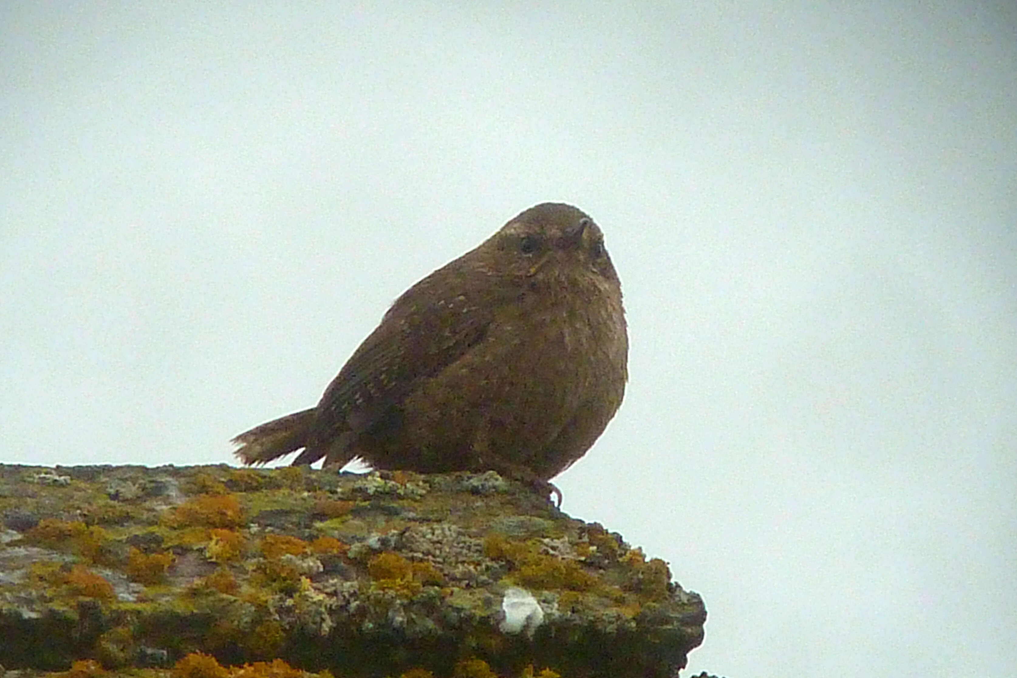 Image of Pacific Wren