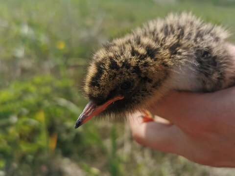 Sivun Sterna hirundo longipennis Nordmann 1835 kuva