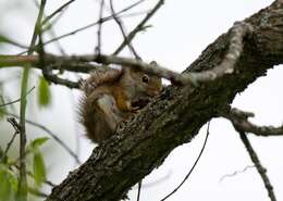 Image of pine squirrel