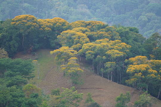 Image of Vochysia ferruginea C. Martius