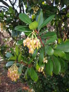 Image of strawberry tree