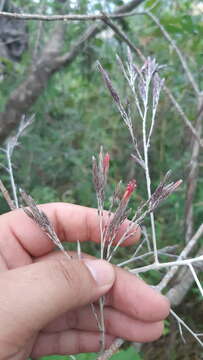 Image of Onoseris onoseroides (Willd. ex Kunth) B. L. Rob.
