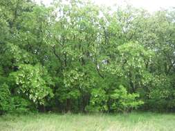 Image of black locust