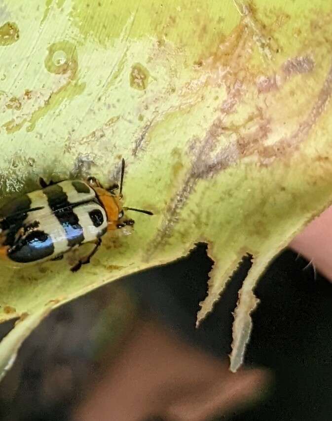 Image of Chelobasis bicolor Gray ex Cuvier 1832