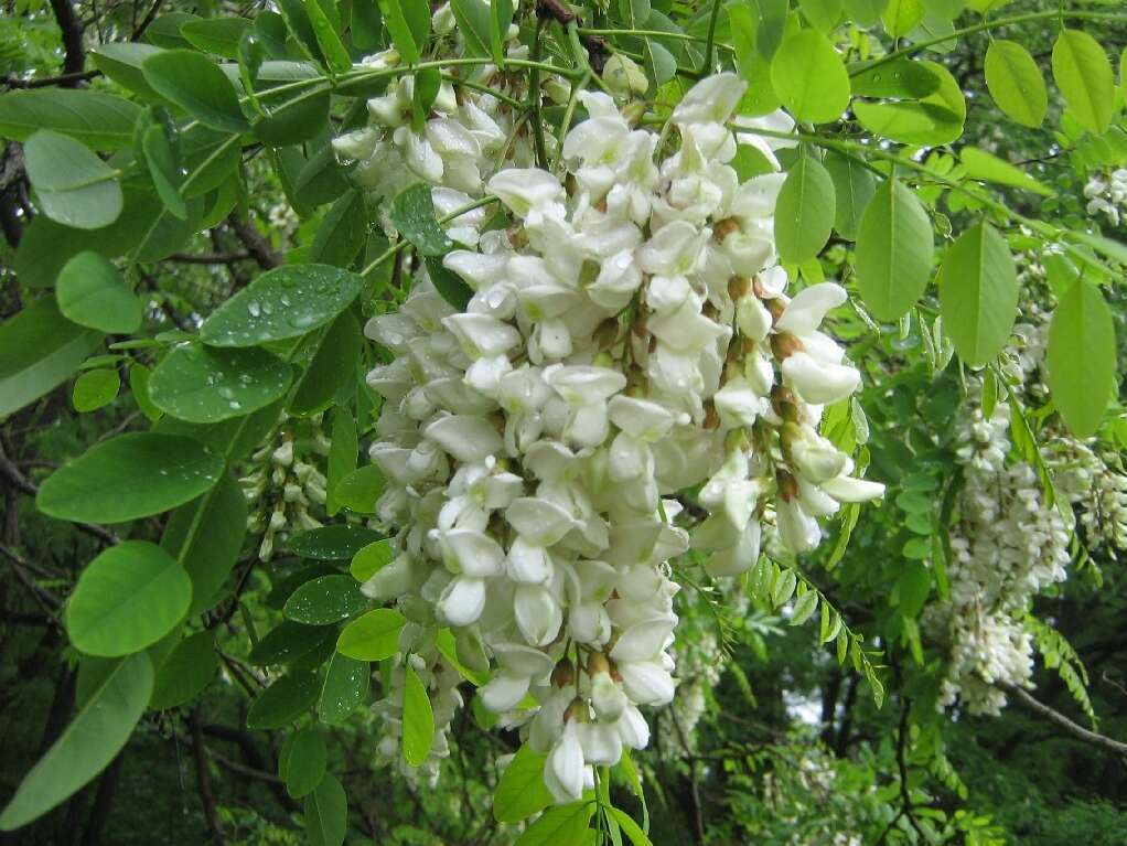 Image of black locust