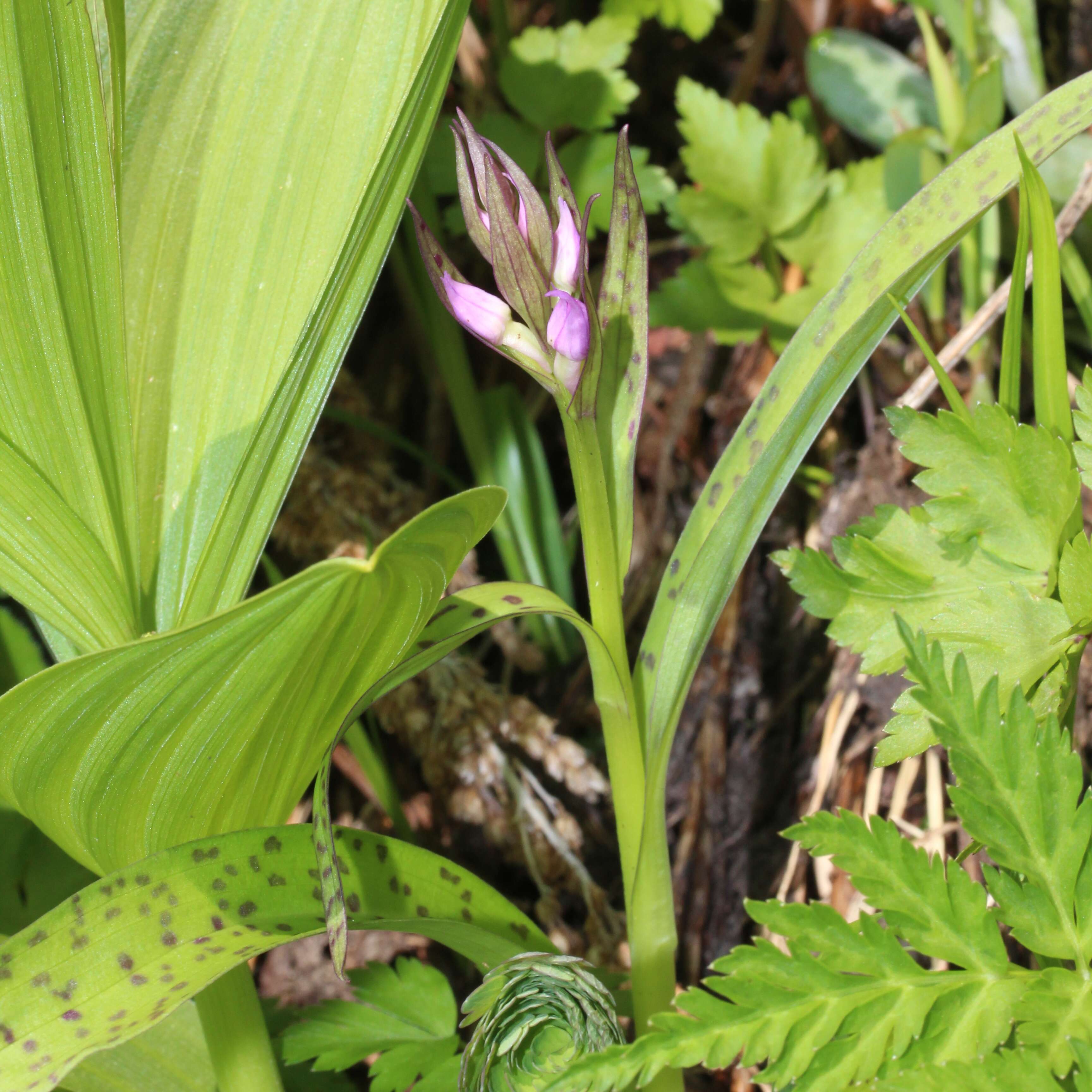 Image de Dactylorhiza aristata (Fisch. ex Lindl.) Soó