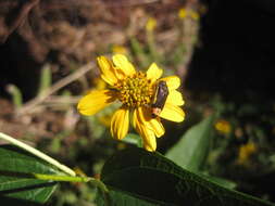 Imagem de Acmaeodera flavomarginata (Gray 1832)