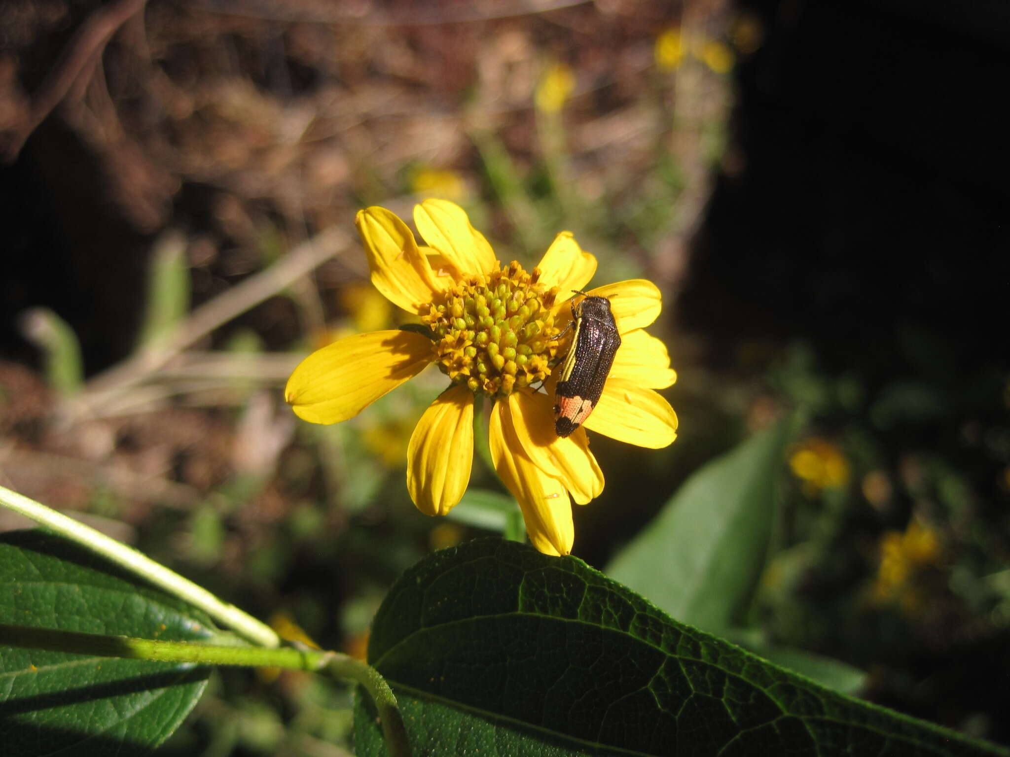 Imagem de Acmaeodera flavomarginata (Gray 1832)