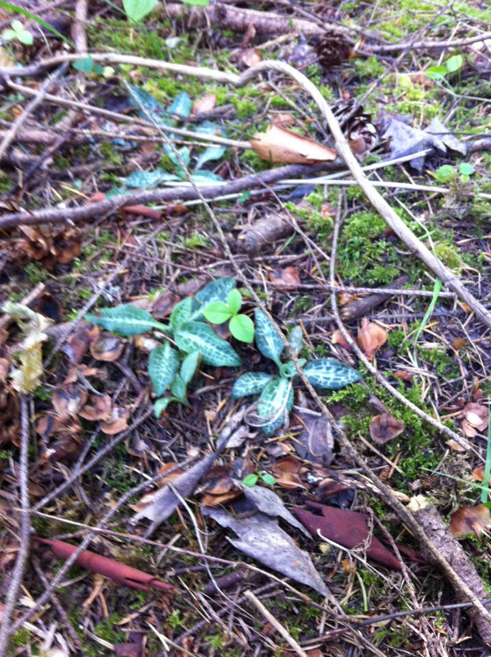 Image of Giant Rattlesnake-plantain