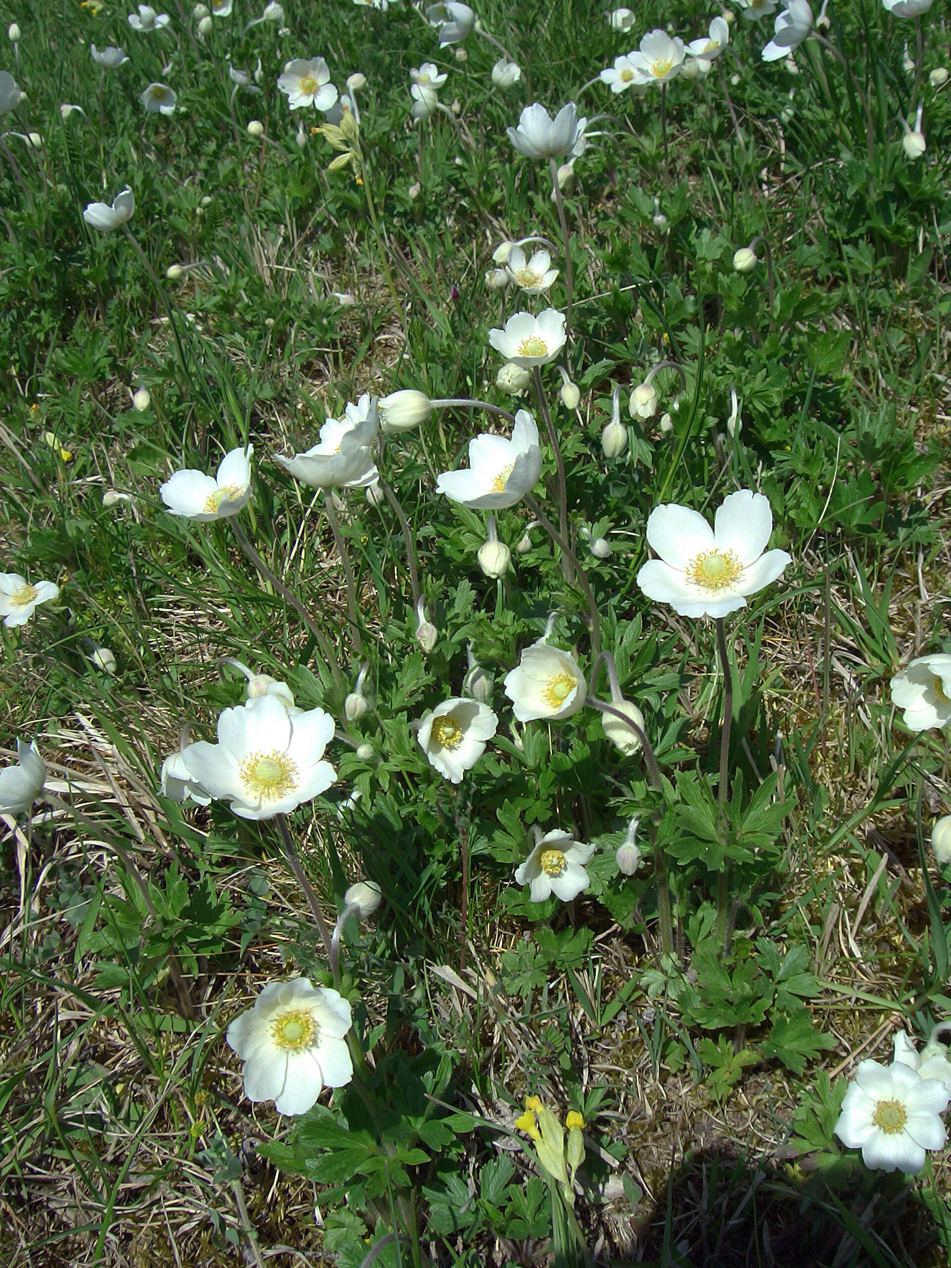 Image of Snowdrop Anemone