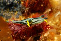 Image of Crowned nudibranch