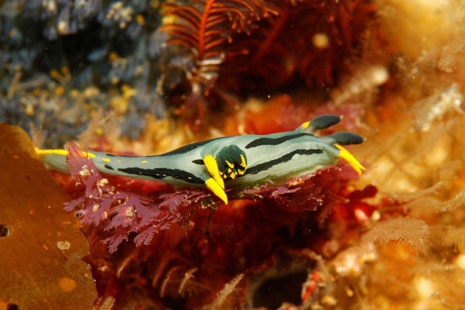 Image of Crowned nudibranch