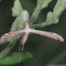 Lioptilodes albistriolatus (Zeller 1871)的圖片