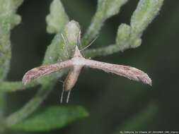 Lioptilodes albistriolatus (Zeller 1871) resmi