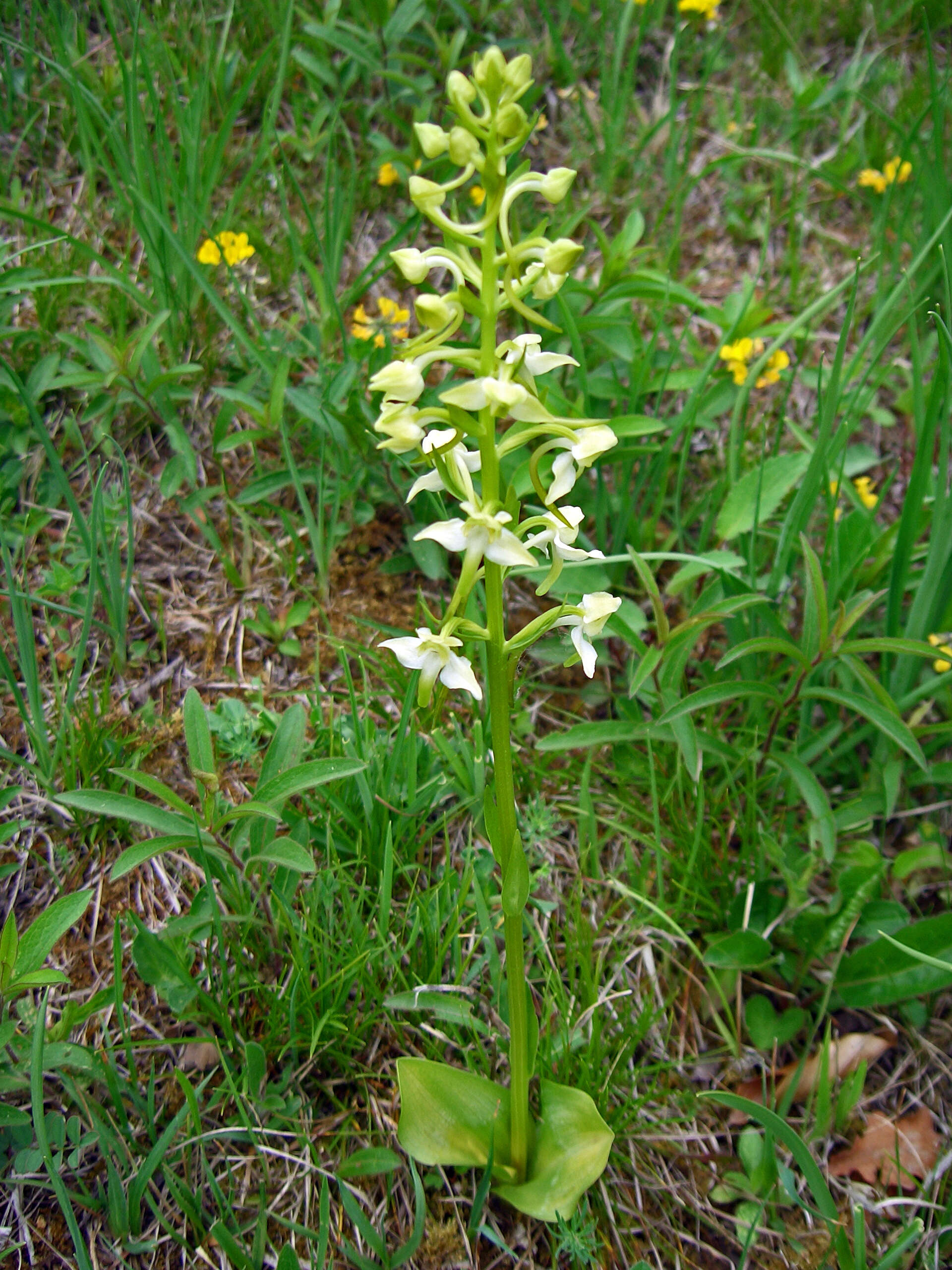 Слика од Platanthera chlorantha (Custer) Rchb.