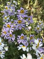 Image of Schizanthus porrigens R. Grah.