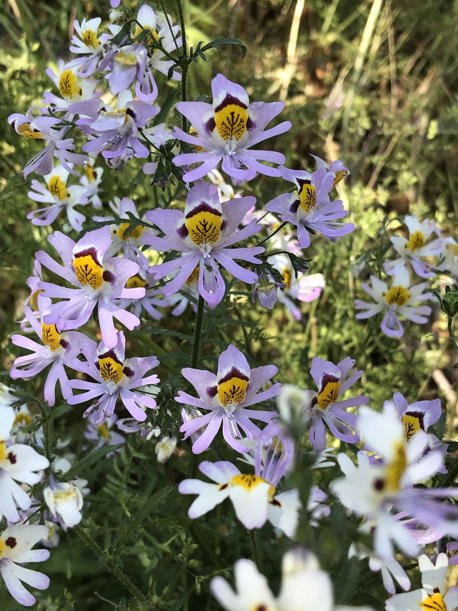 Imagem de Schizanthus porrigens R. Grah.