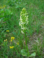 Слика од Platanthera chlorantha (Custer) Rchb.