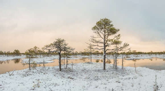 Image of Scotch Pine