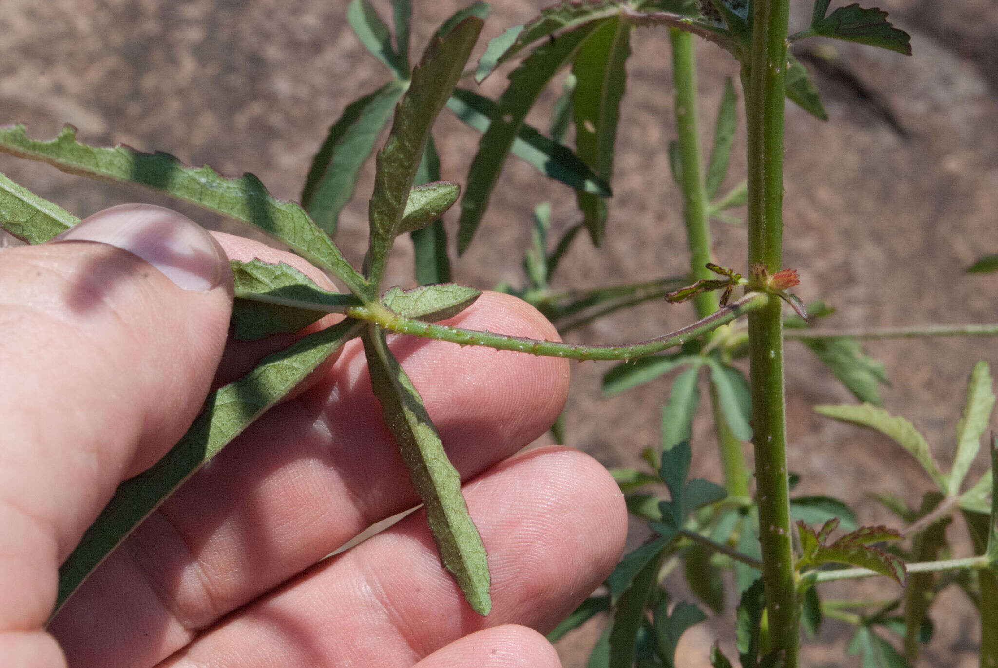 Plancia ëd Hibiscus cannabinus L.