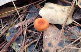 Image of Laccaria laccata (Scop.) Cooke 1884