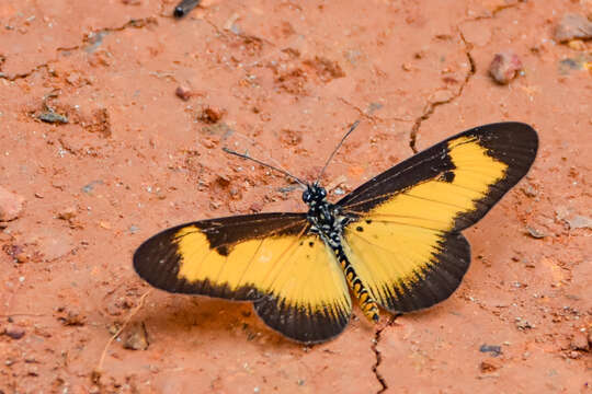 Image de Acraea alciope Hewitson 1852