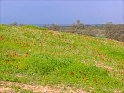 Imagem de Anemone coronaria L.