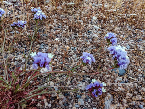 Imagem de Limonium sinuatum subsp. sinuatum