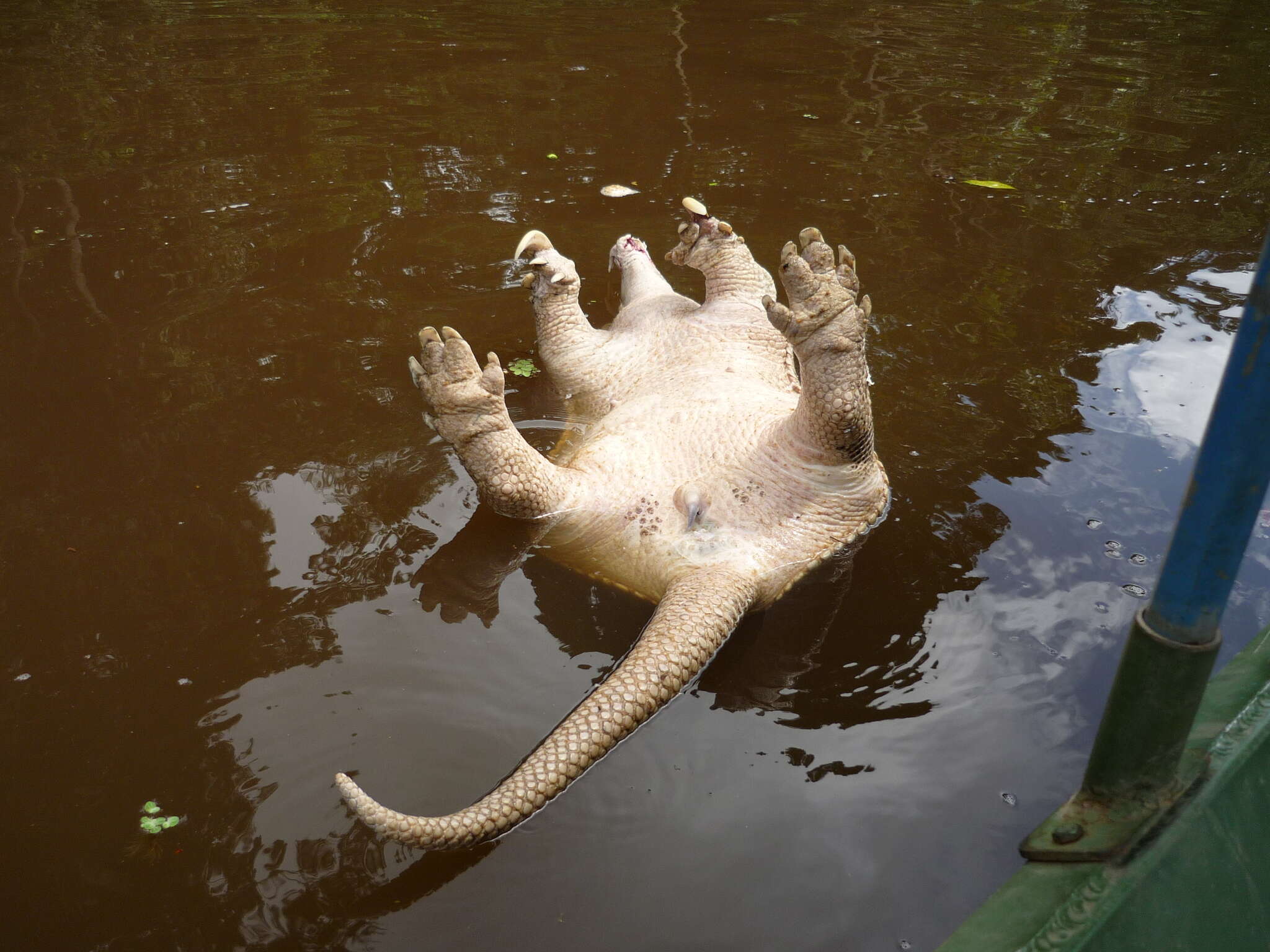 Image of giant armadillo