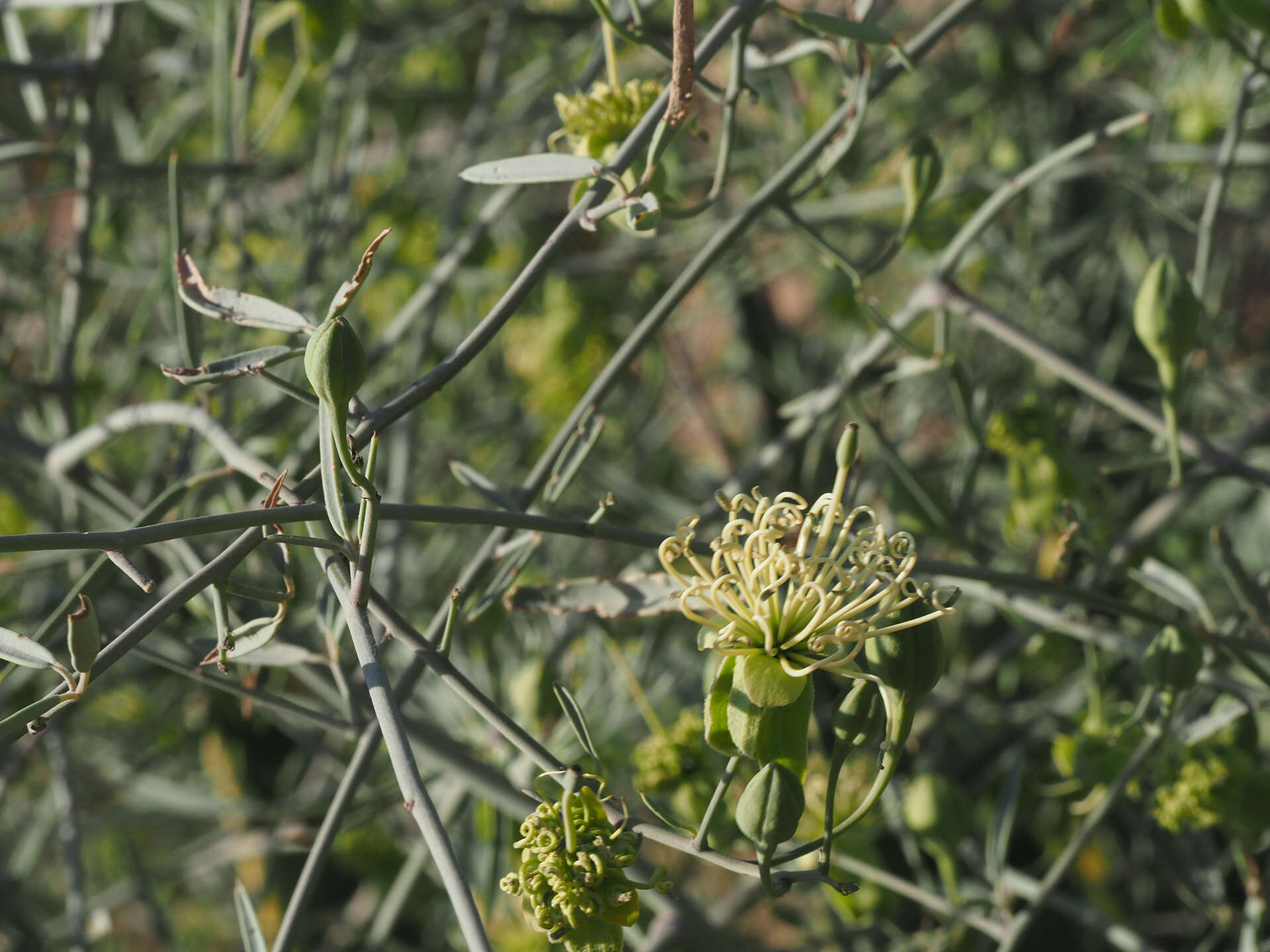 Imagem de Maerua juncea subsp. juncea