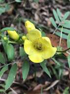 Image of largeflower yellow false foxglove