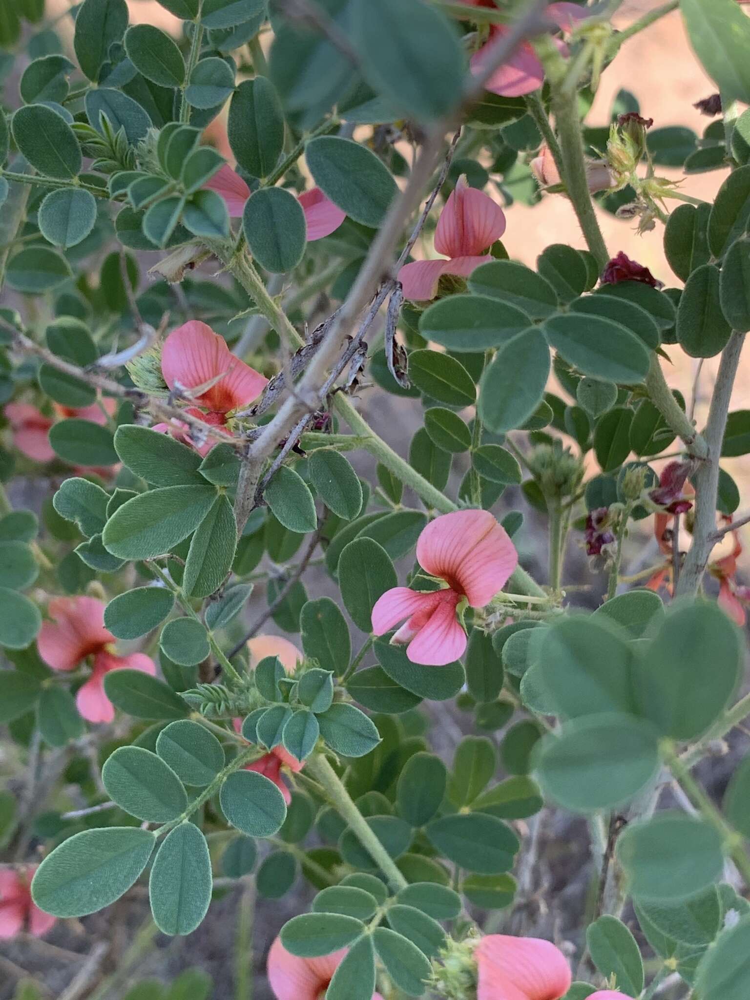 Слика од Indigofera ingrata N. E. Br.