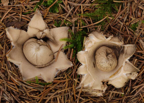 Image of Fringed Earthstar