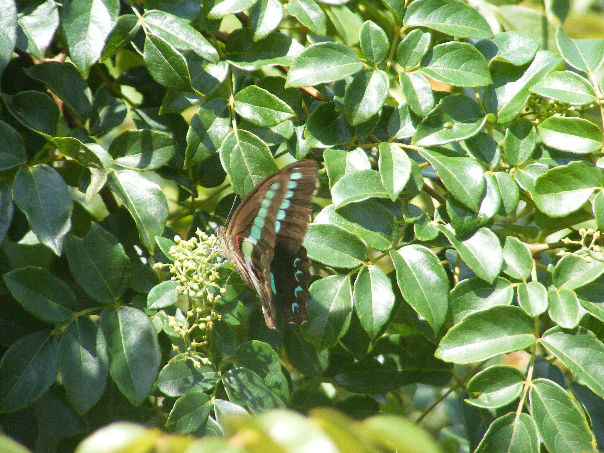 Image of <i>Graphium sarpedon connectens</i>