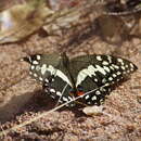 Image of Citrus swallowtail