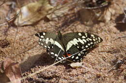 Image of Citrus swallowtail