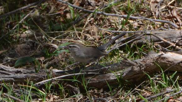 Image of Thryomanes Sclater & PL 1862