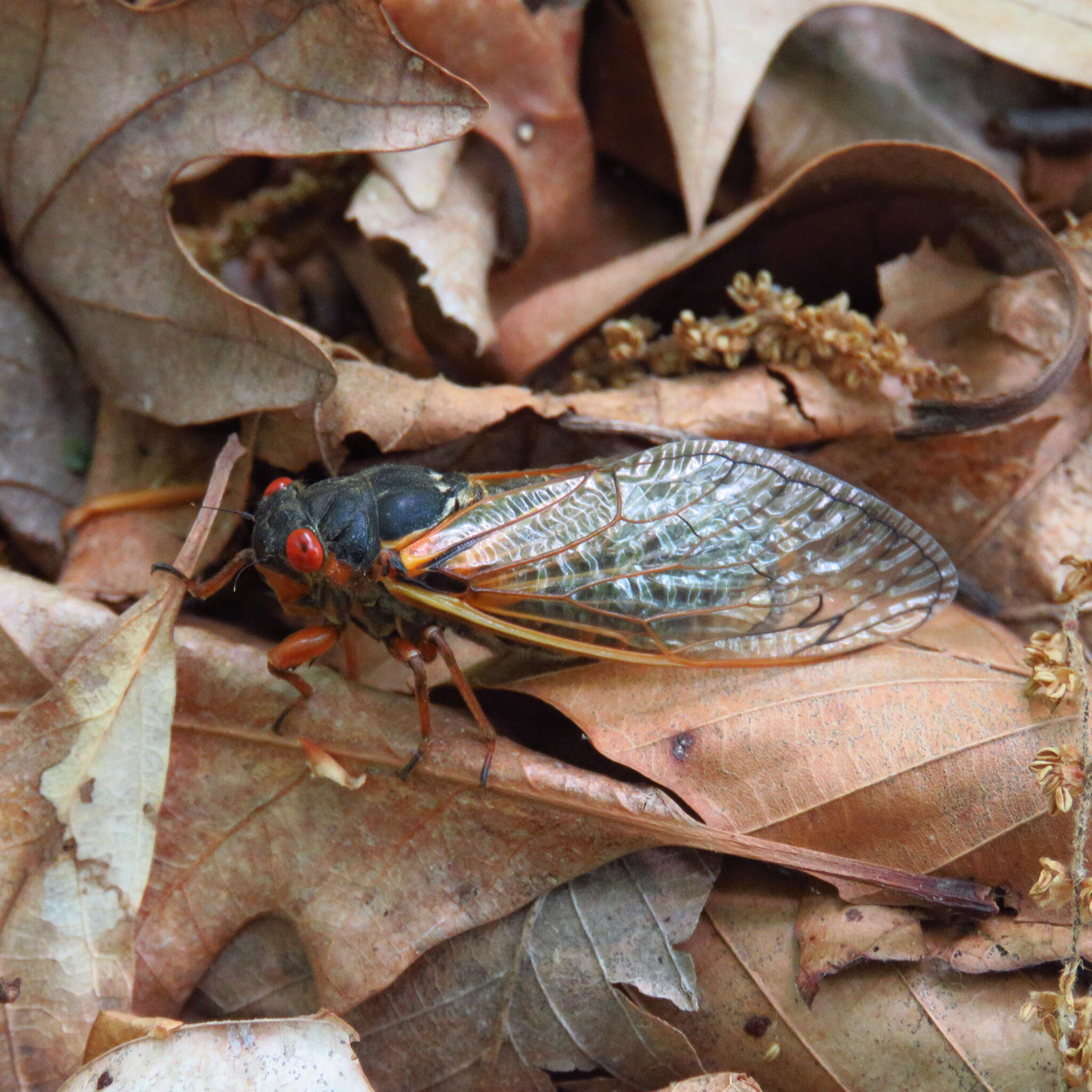 Image of Decim Periodical Cicada