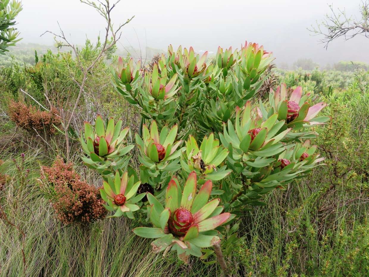 Image de Leucadendron sessile R. Br.