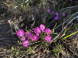 Imagem de Drosanthemum gracillimum L. Bol.