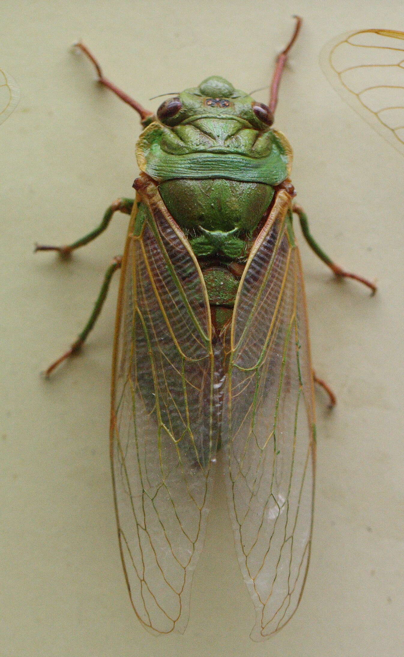 Image of Cyclochila