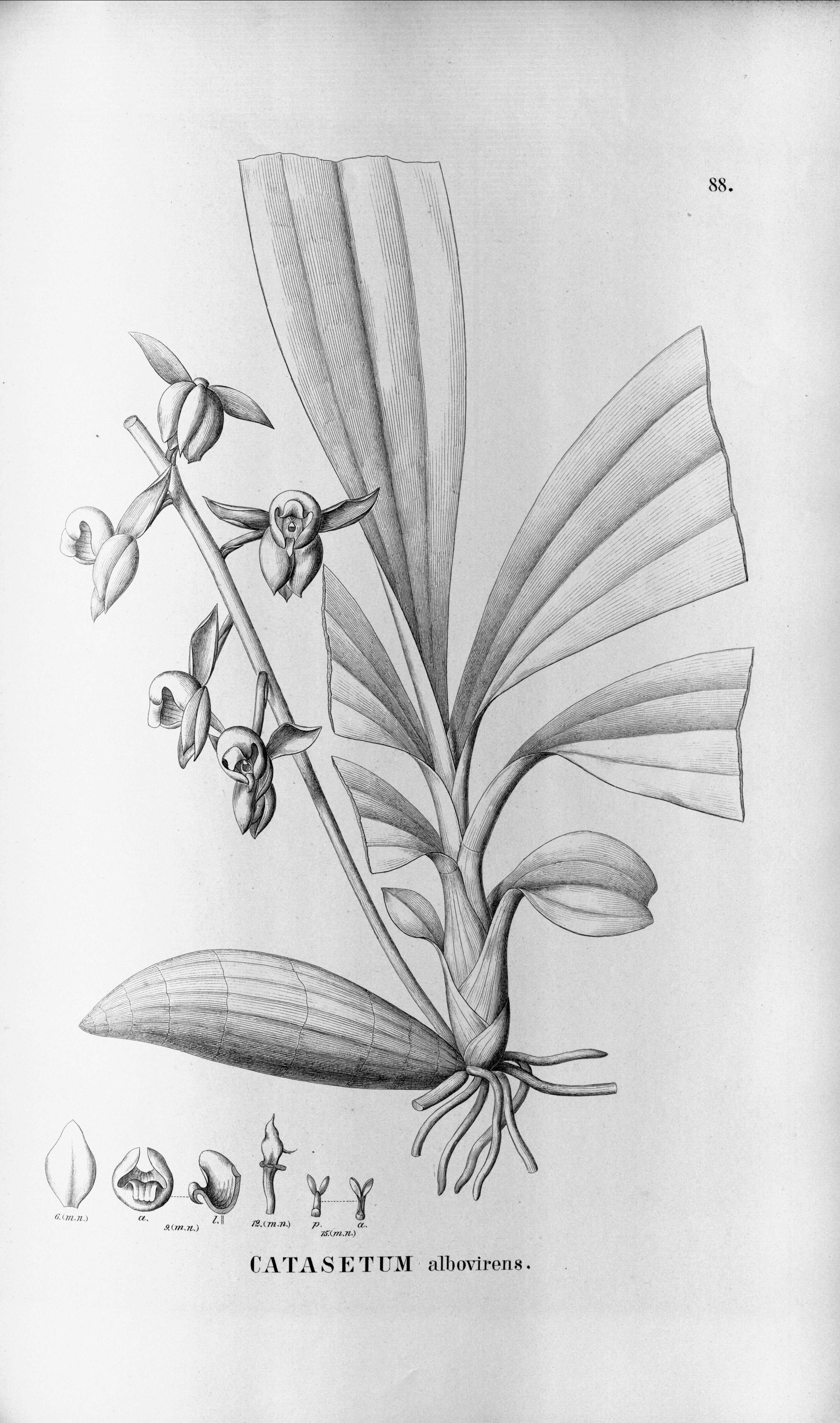 Image of catasetum