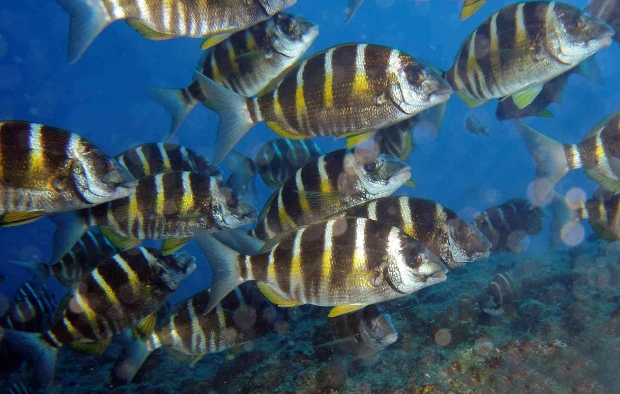 Plancia ëd Diplodus fasciatus (Valenciennes 1830)